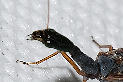 Venustoraphidia nigricollis ( ? )